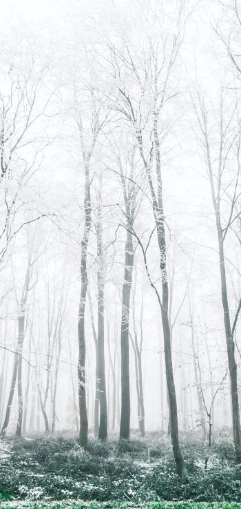 Обои 1080x2280 зимний лес, деревья