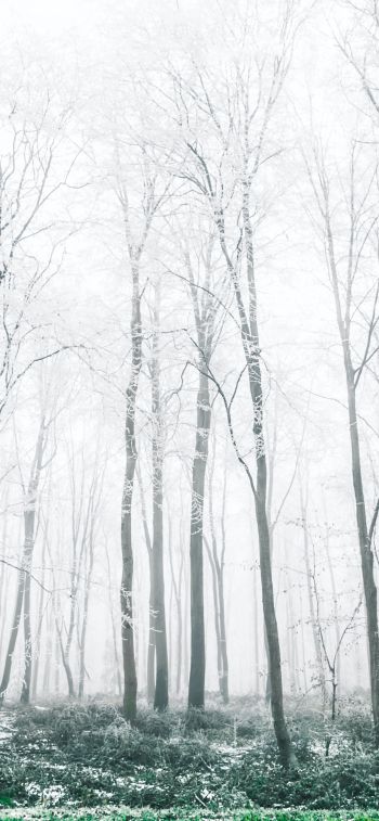 winter forest, trees Wallpaper 828x1792