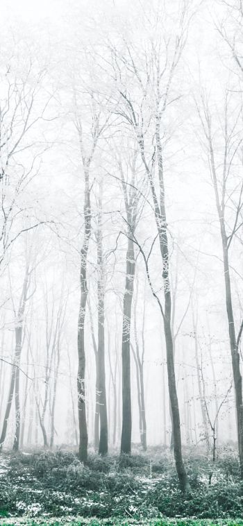 winter forest, trees Wallpaper 1080x2340
