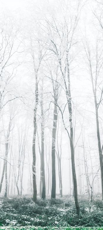 winter forest, trees Wallpaper 720x1600