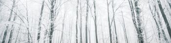 winter forest, trees Wallpaper 1590x400