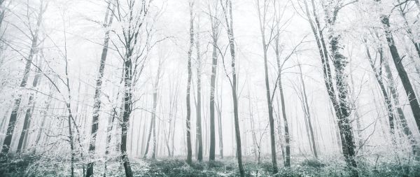 winter forest, trees Wallpaper 2560x1080