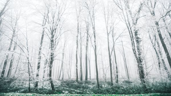 winter forest, trees Wallpaper 1600x900