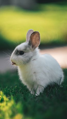 rabbit, kid, grass Wallpaper 640x1136