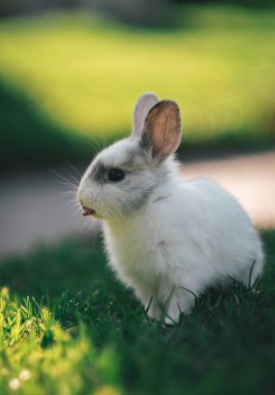 rabbit, kid, grass Wallpaper 1640x2360