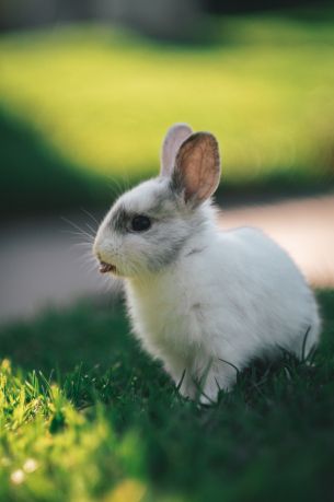 rabbit, kid, grass Wallpaper 3611x5441