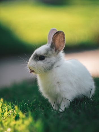 rabbit, kid, grass Wallpaper 2048x2732