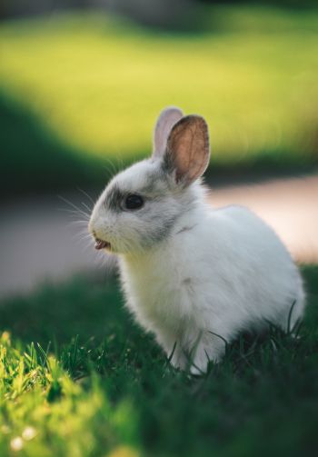 rabbit, kid, grass Wallpaper 1640x2360