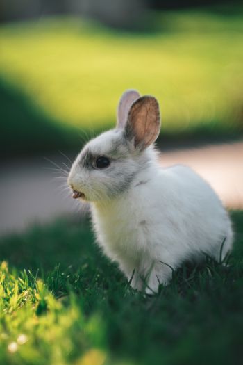 rabbit, kid, grass Wallpaper 640x960