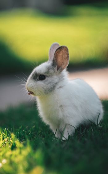rabbit, kid, grass Wallpaper 1752x2800
