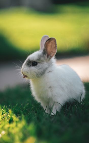 rabbit, kid, grass Wallpaper 1600x2560