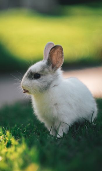 rabbit, kid, grass Wallpaper 1200x2000
