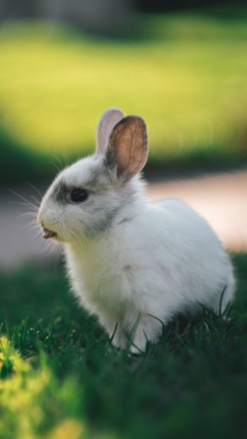 rabbit, kid, grass Wallpaper 1440x2560