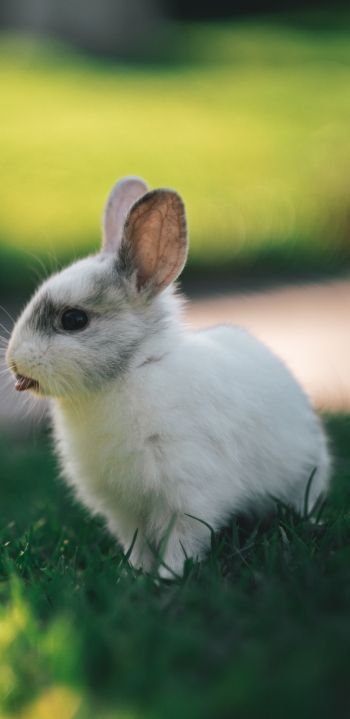 rabbit, kid, grass Wallpaper 1440x2960