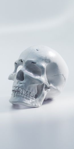 skull, white background Wallpaper 720x1440