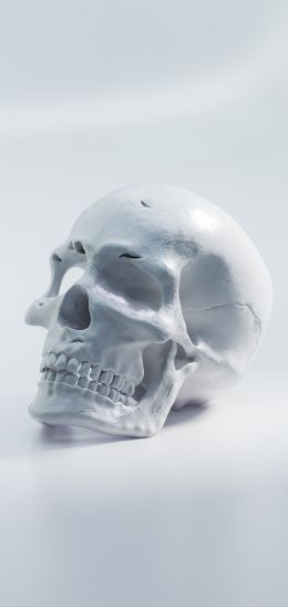 Обои 1080x2280 череп, белый фон