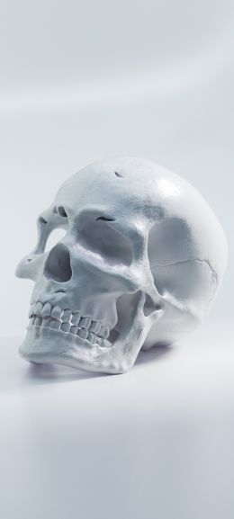 Обои 720x1600 череп, белый фон