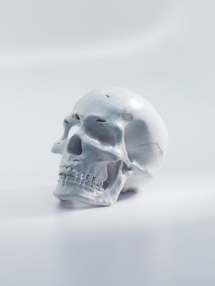 skull, white background Wallpaper 1536x2048