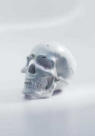 Обои 1668x2388 череп, белый фон