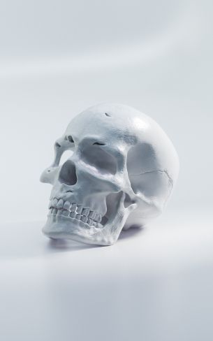 skull, white background Wallpaper 1600x2560