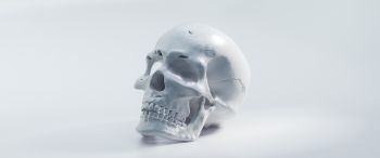 skull, white background Wallpaper 3440x1440