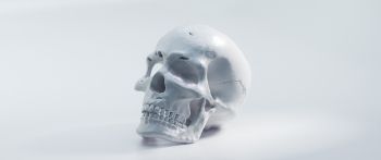 skull, white background Wallpaper 2560x1080