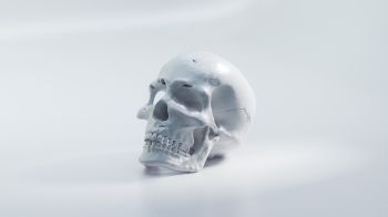 Обои 2048x1152 череп, белый фон