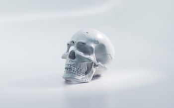 skull, white background Wallpaper 2560x1600