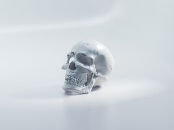 skull, white background Wallpaper 1024x768