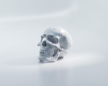skull, white background Wallpaper 1280x1024