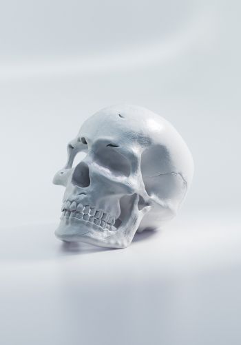 skull, white background Wallpaper 1668x2388