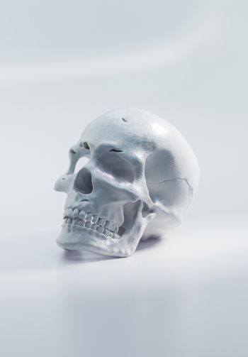 skull, white background Wallpaper 1640x2360