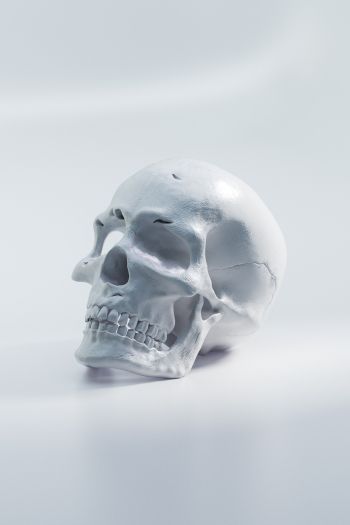 Обои 640x960 череп, белый фон