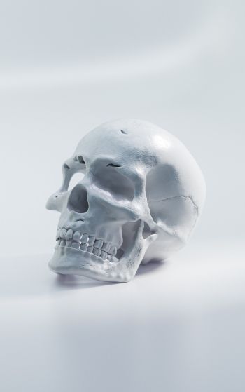 skull, white background Wallpaper 1752x2800