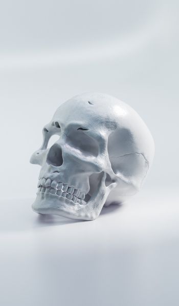 skull, white background Wallpaper 600x1024