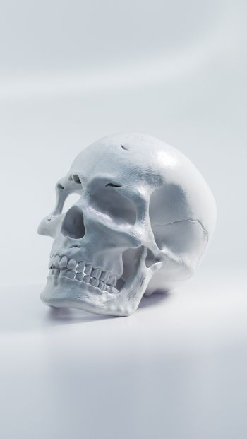 Обои 640x1136 череп, белый фон