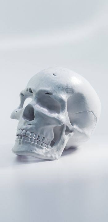 Обои 1440x2960 череп, белый фон