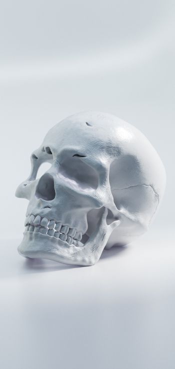 Обои 1080x2280 череп, белый фон