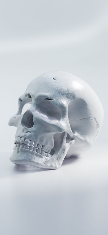 skull, white background Wallpaper 828x1792