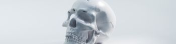 skull, white background Wallpaper 1590x400