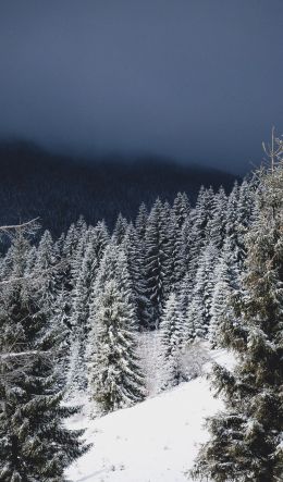 winter forest, coniferous forest Wallpaper 600x1024