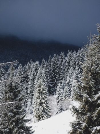 winter forest, coniferous forest Wallpaper 1668x2224