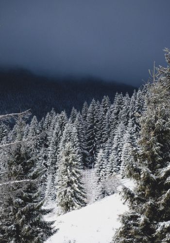 winter forest, coniferous forest Wallpaper 1668x2388