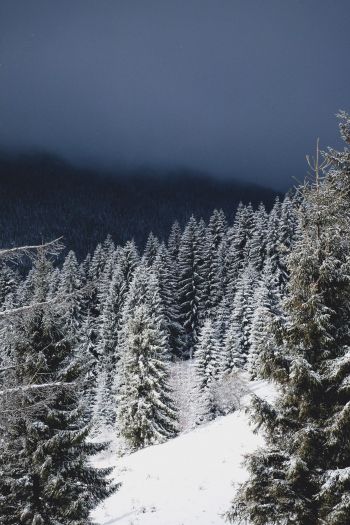 winter forest, coniferous forest Wallpaper 640x960