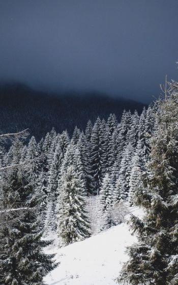 winter forest, coniferous forest Wallpaper 1752x2800