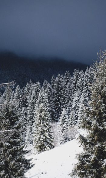 winter forest, coniferous forest Wallpaper 1200x2000