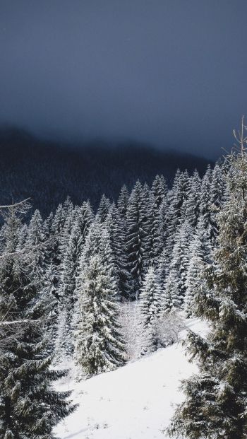 winter forest, coniferous forest Wallpaper 640x1136