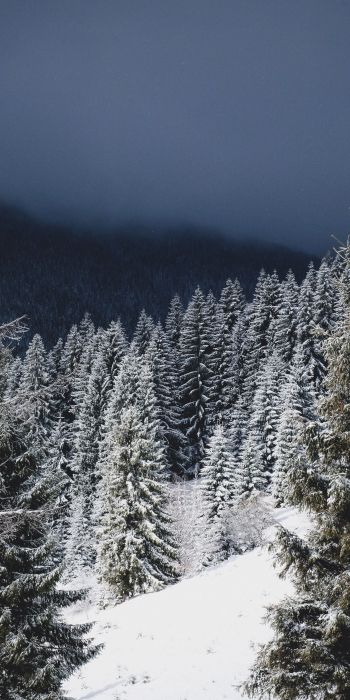 winter forest, coniferous forest Wallpaper 720x1440
