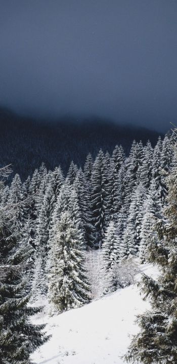 winter forest, coniferous forest Wallpaper 1440x2960