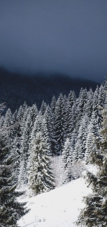winter forest, coniferous forest Wallpaper 1440x3040